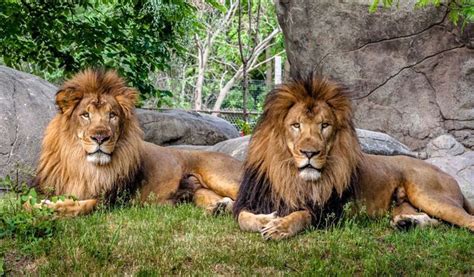 Chile: Matan a dos leones de zoológico por suicida ...