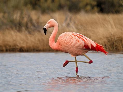 Chilean Flamingo  Phoenicopterus chilensis    YouTube