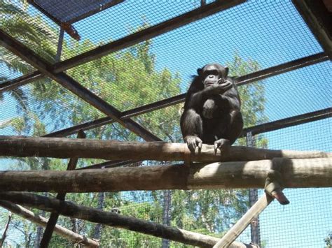 Chimpancé observándonos: fotografía de Zoobotánico Jerez ...