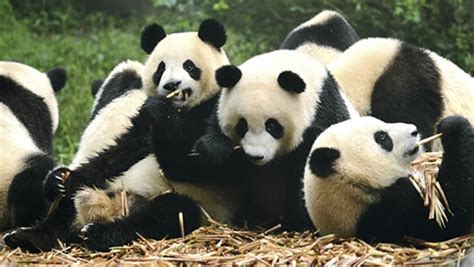 China cambia pandas por uranio_Spanish.china.org.cn_中国最权威的 ...