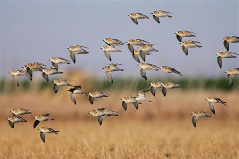 Chorlo Llanero | Guía de Aves