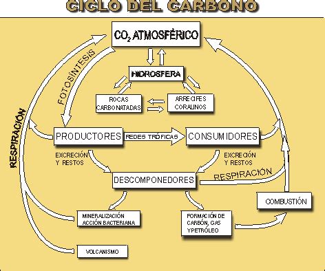 ciclo carbono lenntech