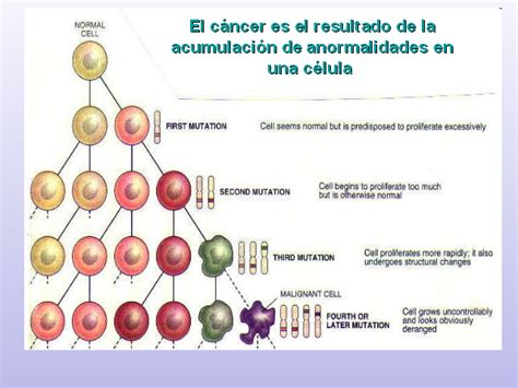 Ciclo celular y cáncer   Monografias.com