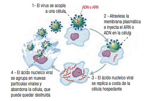 Ciclo de reproducción de virus