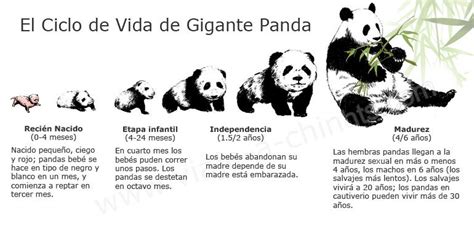 Ciclo de Vida de Gigante Panda   viaje a china.com