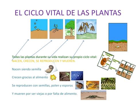Ciclo de vida de las plantas nace crece reproduce y muere ...