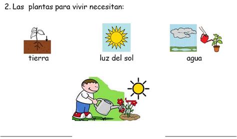 Ciclo de vida de las plantas para niños de primaria   Imagui