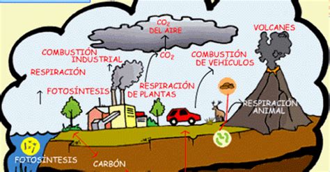 Ciclo del Carbono: Ciclo del Carbono