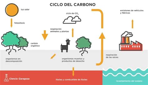 Ciclo Del Carbono: ¿Sabes En Qué Consiste Este Ciclo?