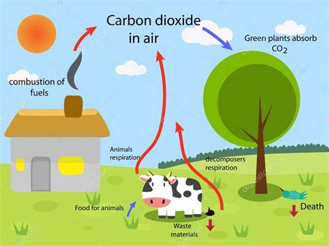 Ciclo del dióxido de carbono — Vector de stock © kawin302 ...