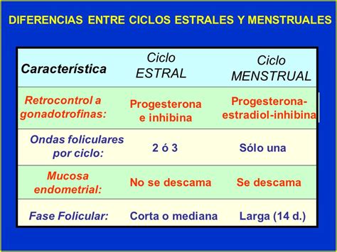Ciclo Estral   Ciclo Menstrual    ppt descargar