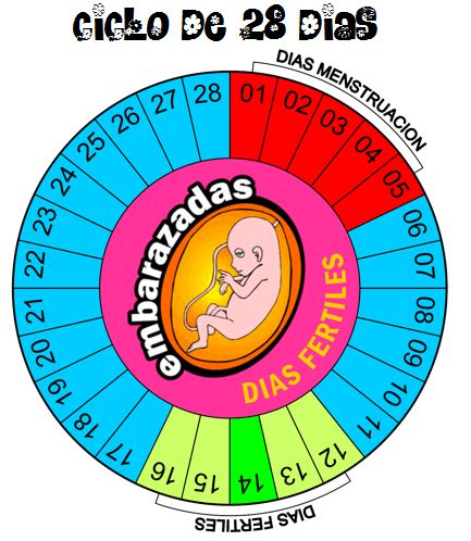 Ciclo menstrual ~ Antes, durante y despues del embarazo
