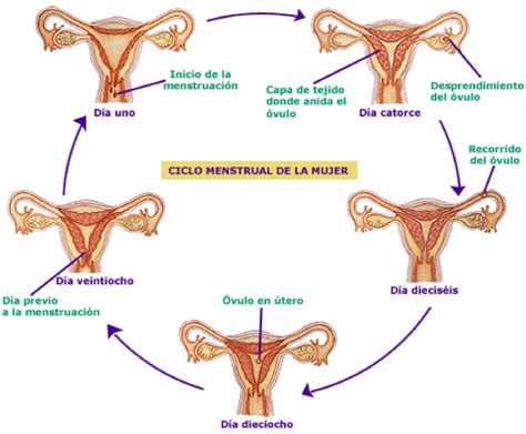 Ciclo Menstrual .: GineVitex