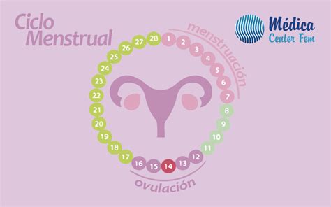 Ciclo menstrual / Menstruación / Periodo o Regla