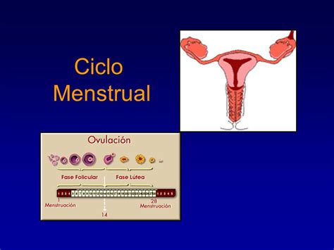Ciclo Menstrual.   ppt video online descargar