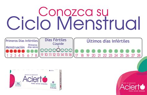 Ciclo Menstrual   Prumisa