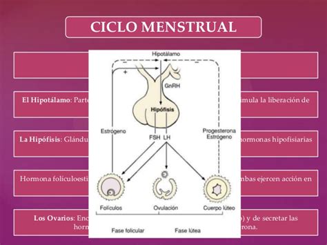 Ciclo mestrual + trastornos menstruales