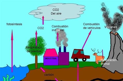 ciclos de la naturaleza: Ciclo del carbono