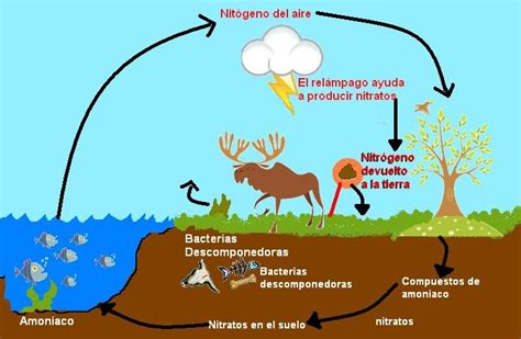Ciclos de la Naturaleza: Ciclo del Nitrógeno