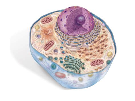 ciência: 101: Estrutura celular: Características gerais