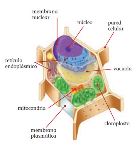 Ciencia Cuarto LMR: Diagrama de la célula animal y la ...