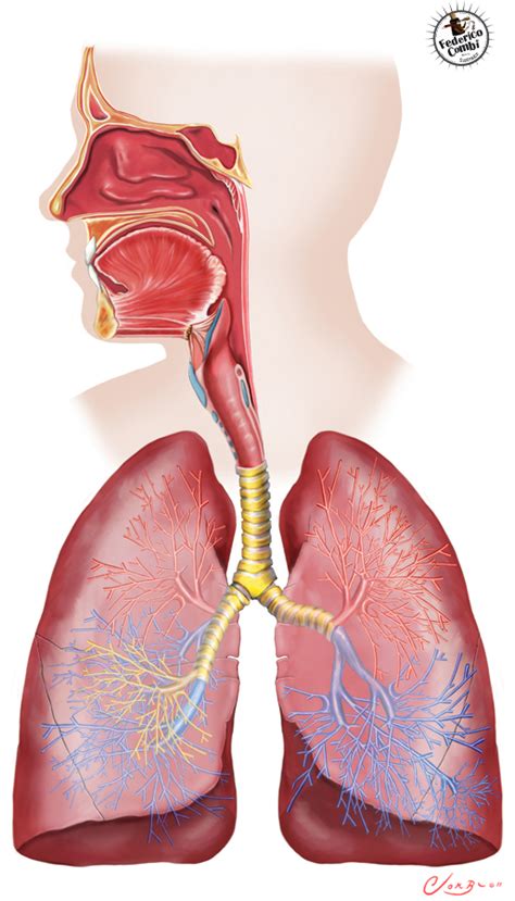 Ciencia: Sistema Respiratorio
