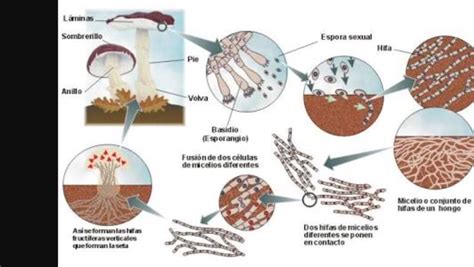 #ciencia tecnología y ambiente: Reproduccion de los hongos