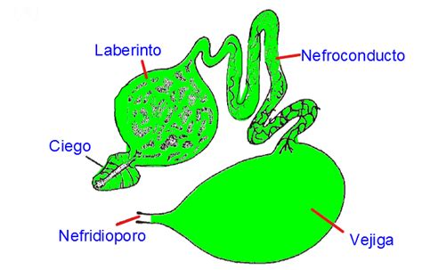 Ciencias de Joseleg: Anatomía del sistema excretor de los ...