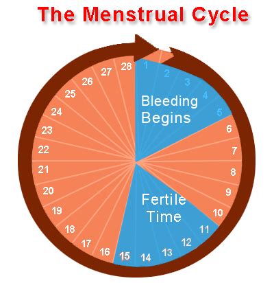 Ciencias de Joseleg: Duración del ciclo menstrual