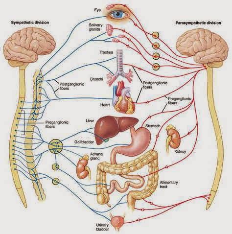 Ciencias de Joseleg: El sistema nervioso humano