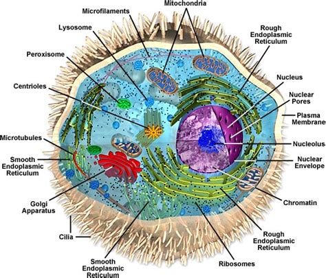 Ciencias de Joseleg: Tipos de células eucarióticas