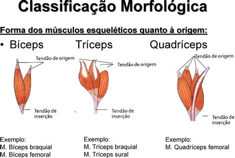 Ciências Morfofuncionais  I Sistema Muscular   PDF