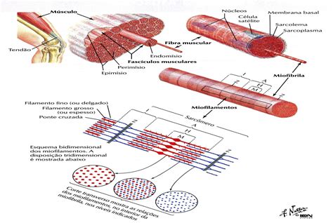 Ciências Morfofuncionais  I Sistema Muscular   PDF