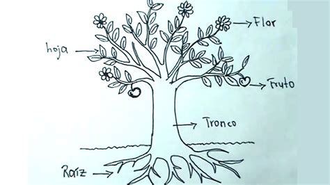 Ciencias Naturales 2/5   Cómo dibujar una planta, árbol y ...