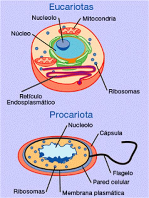 Ciencias Naturales: Célula Procariota y Eucariota