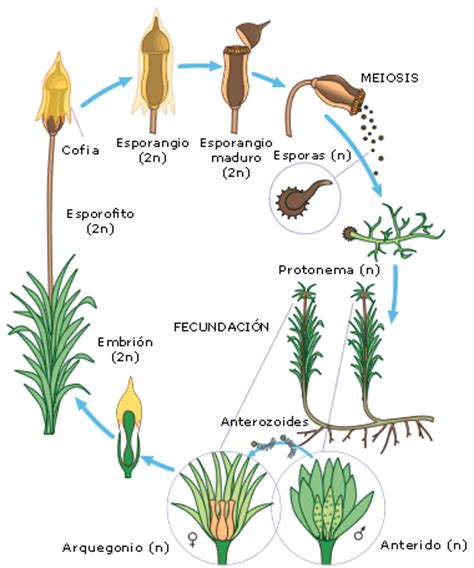 Ciencias Naturales: Reproducción en las plantas