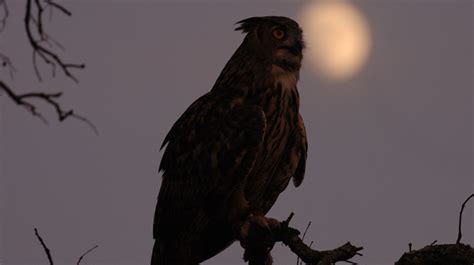 Científicos del CSIC descubren que las aves nocturnas usan ...