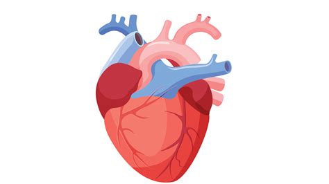 Científicos españoles averiguan por qué el corazón se ...