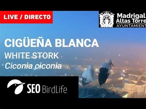 Cigüeña blanca   Madrigal de las Altas Torres SEO/BirdLife ...