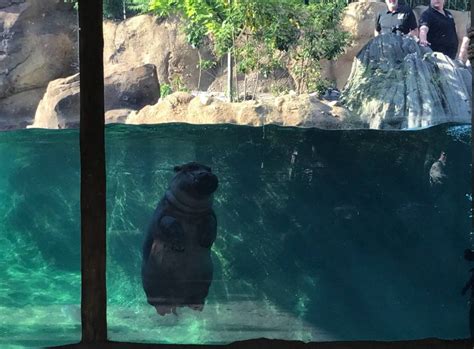 Cincinnati Zoo’s baby hippo, Fiona, to star in Facebook ...