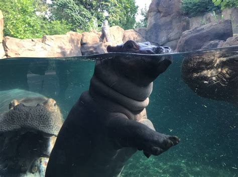 Cincinnati Zoo’s baby hippo, Fiona, to star in Facebook ...