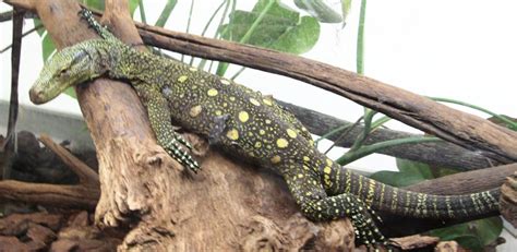 Cinco reptiles para descubrir en el Zoo Aquarium de Madrid ...