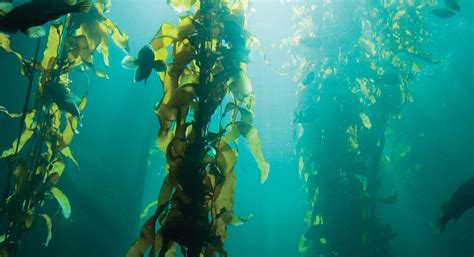 Cinco superalimentos en cápsulas, del krill al kelp ...