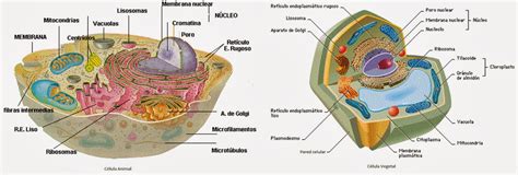 Citología vegetal | Apuntes de Fisiología Vegetal