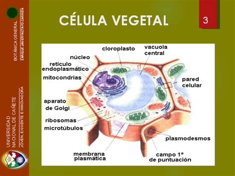 Citología vegetal   Monografias.com