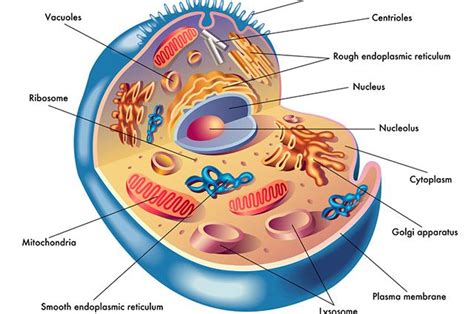 Citoplasma das células   Função e composição   Estudo Prático