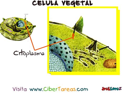 Citoplasma – Célula Vegetal | CiberTareas