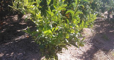 Citriline   Costa del Azahar: El mandarino clementino ...