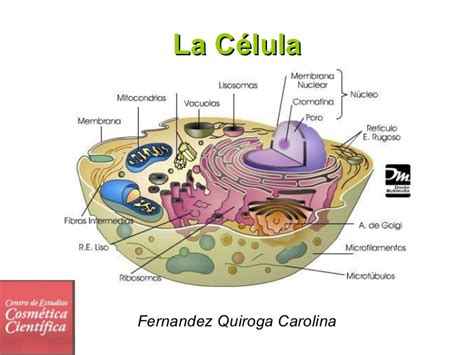 Clase Biologia 1: La célula