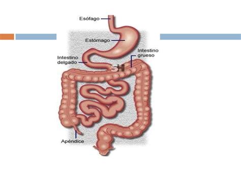 Clase de intestino delgado y grueso